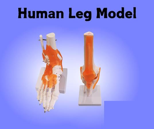LAB EQUIPMENT - LIGAMENTA GIRDLE OF FOOT BONE