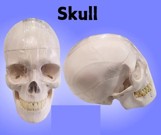 LAB EQUIPMENT - ADULT SKULL