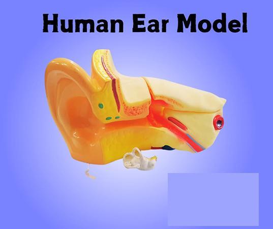 LAB EQUIPMENT - EAR ANATOMY 3 TIMES LARGER