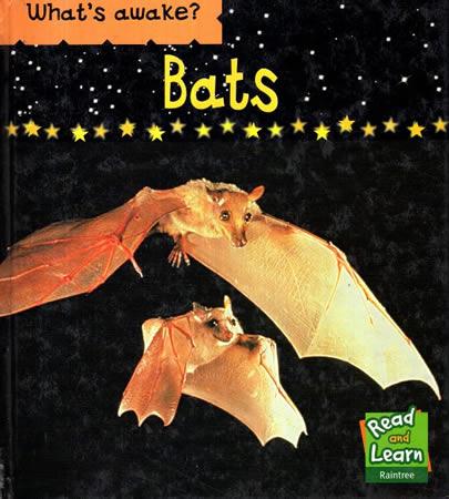What's Awake ? Bats
